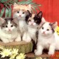 los perros son lindos pero lo gatos tambn